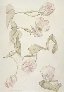 Tulips by Albert Williams